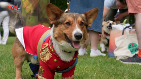 Cuộc diễu hành chó Corgi nhân Đại lễ Bạch Kim của Nữ hoàng Anh