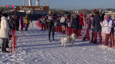 Cuộc thi chó kéo xe trượt tuyết trên hồ Baikal của Nga