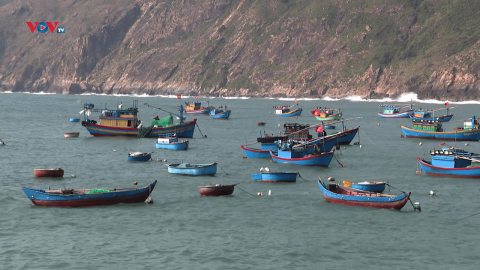 Đà Nẵng phát triển đồng bộ dịch vụ hậu cần nghề cá 