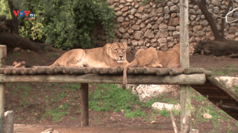 Dịch Covid-19 khiến các con vật trong vườn thú Jerusalem thiếu sự tương tác 