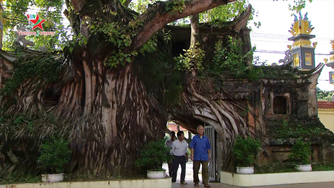 Đến Lập Thạch, Vĩnh Phúc xem cây di sản hàng trăm năm tuổi