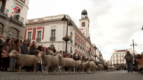 Độc đáo màn "diễu hành" gia súc tại thủ đô Tây Ban Nha