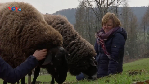 Đức: Giải tỏa căng thẳng do dịch Covid-19 bằng những chú cừu