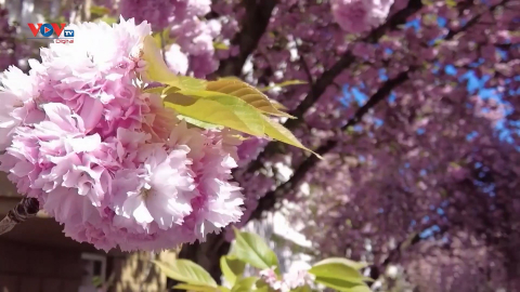 Đức: Thành phố Bonn hút khách với sắc hoa anh đào rực rỡ 