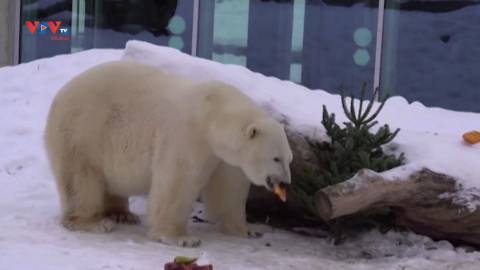 Estonia: Những con vật ở vườn thú Tallinn trong tuyết lạnh
