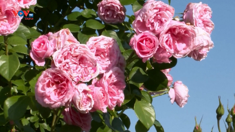 Giá hoa hồng tại Nhật Bản tăng mạnh 
