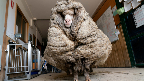 Giải cứu chú cừu khỏi bộ lông nặng hơn 35 kg