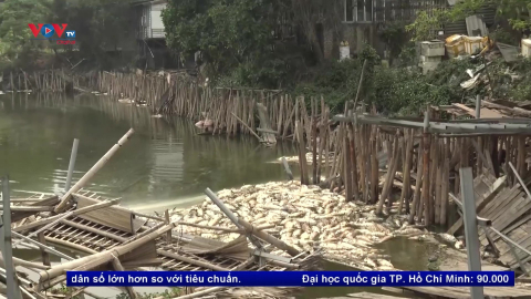 Hà Nội: Cá chết trắng mặt đầm biển gây ô nhiễm môi trường