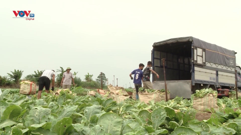 Hà Nội đẩy mạnh sản xuất nông nghiệp hàng hóa