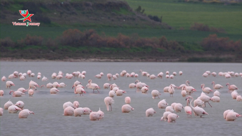 Hàng chục nghìn con chim hồng hạc xuất hiện tại hồ muối ở đảo Síp