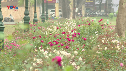 Hàng rào hoa hồng – Điểm nhấn mới của phố đi bộ Trần Nhân Tông, Hà Nội