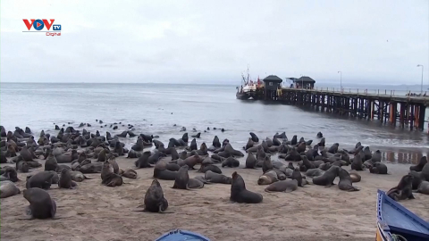 Hàng trăm con sư tử biển bơi vào bờ biển vùng Bio Bio, Chile 