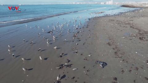 Hàng trăm xác chim trôi dạt vào bãi biển ở Chile