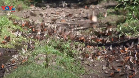 Hàng triệu con bướm vua di cư tới Mexico