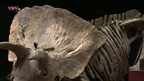 Hóa thạch khủng long được bán đấu giá gần 8 triệu USD