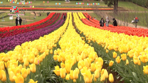 Hoa tulip nở rực rỡ tại Lễ hội hoa Tesselaar