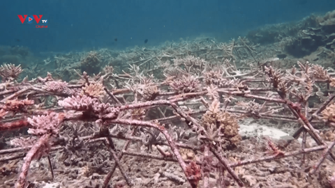 Indonesia: Nỗ lực bảo tồn rạn san hô dưới đại dương