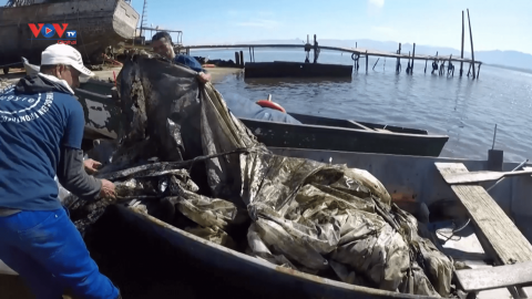 Khan hiếm cá, ngư dân Brazil chuyển sang thu gom rác trên biển