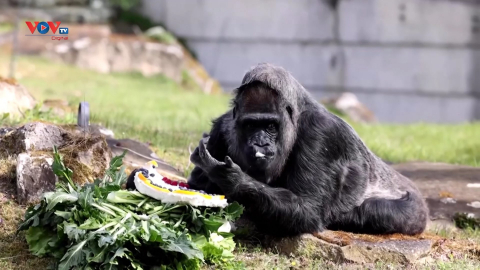 Khỉ đột già nhất thế giới đón sinh nhật lần thứ 65 