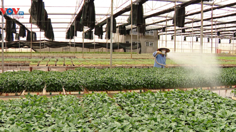Lâm Đồng phát triển nông nghiệp công nghệ cao