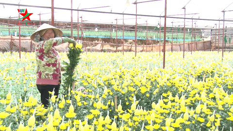 Làng hoa Xuân Thành hướng đến Festival hoa Đà Lạt