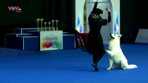 Lễ hội chó khiêu vũ khuấy động thủ đô Moscow, Nga 
