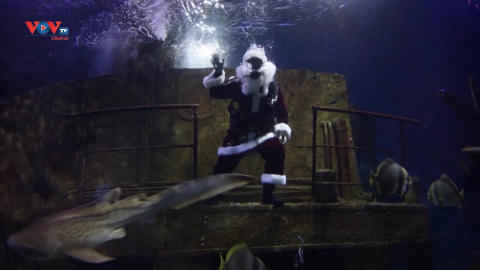 Malta: Ông già Noel tặng quà cho cá