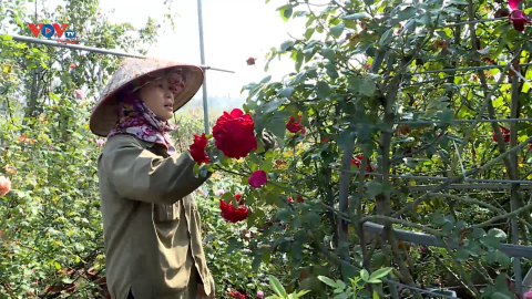 Mê Linh, Hà Nội: Phát triển nông nghiệp gắn với xây dựng nông thôn mới