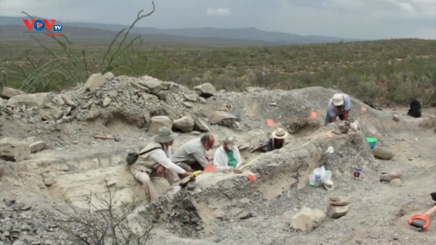 Mexico: Phát hiện ra hóa thạch của loài khủng long mới 