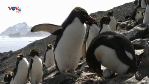 Mỹ đề xuất đưa chim cánh cụt Hoàng đế vào loài vật đang bị đe dọa