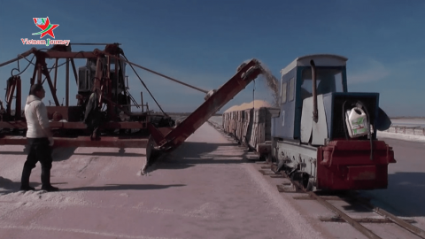 Nga: Thu hoạch muối hồng ở Crimea