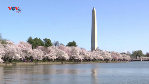Ngắm hoa anh đào nở rộ tại thủ đô Washington D.C, Mỹ