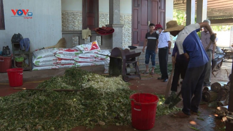Ngân hàng Nông nghiệp Đắk Lắk: Bệ phóng cho bà con nông dân nông thôn