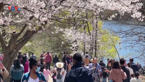 Người dân Toronto đón Ngày của Mẹ dưới những tán hoa anh đào 