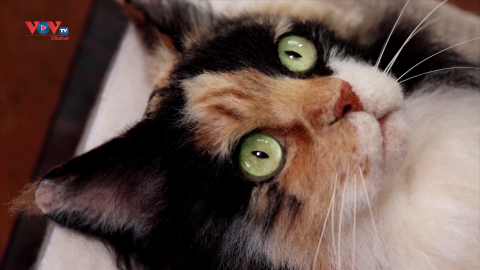 Nhật Bản: Con mèo sống động được làm bằng nghệ thuật thêu len 