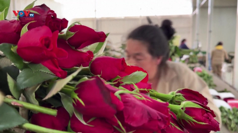 Nhộn nhịp thị trường hoa ngày Valentine's Day 2023 tại Colombia