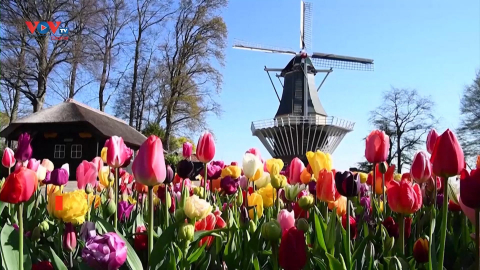 Những vườn hoa tulip nổi tiếng của Hà Lan vắng bóng khách du lịch 