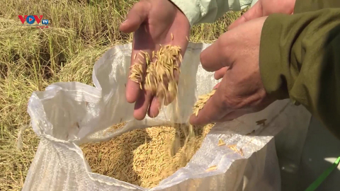 Nông dân Kiên Giang trồng giống lúa cho gạo ngon nhất Việt Nam