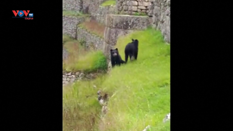 Peru: Phát hiện loài gấu quý hiếm xuất hiện ở thành phố Machu Picchu