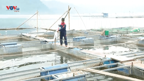Phát triển nghề nuôi cá trên lòng hồ thủy điện Hòa Bình