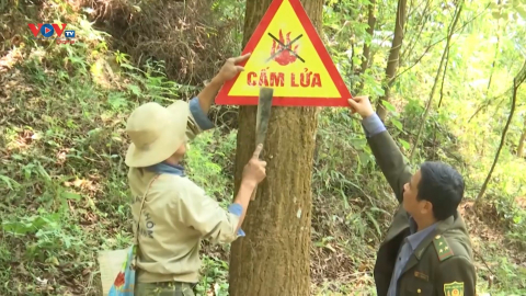 Phù Yên (Sơn La) bảo vệ, phát triển rừng bền vững