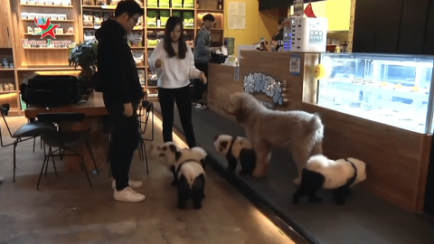 Quán cà phê chó giả gấu trúc hút khách tại Trung Quốc 