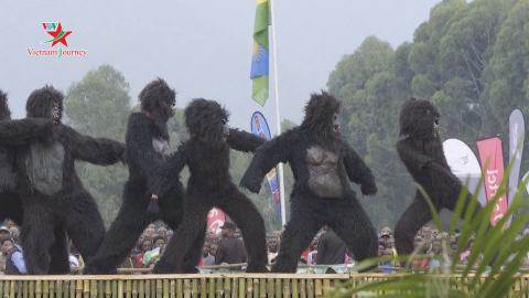 Rwanda: Lễ đặt tên cho khỉ đột núi 