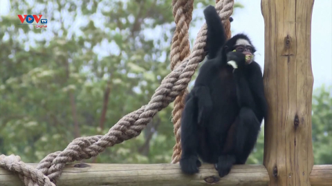 Sở thú Rio de Janeiro của Brazil mở cửa trở lại với diện mạo mới