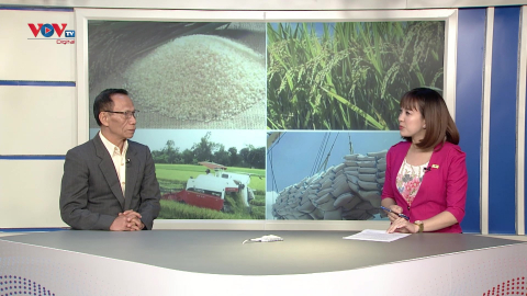 Talk: Để xuất khẩu gạo tăng trưởng bền vững