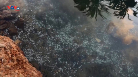 Tây Ban Nha: Hơn 20 tấn cá chết dạt vào bờ biển