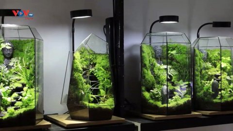 Terrarium - Nghệ thuật trồng cây trong bình thủy tinh