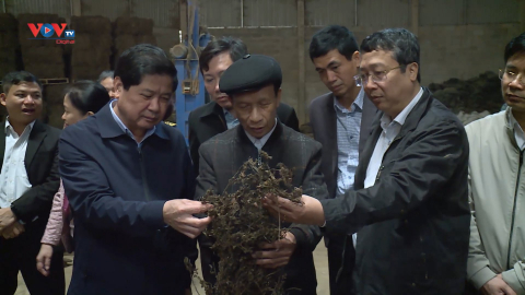 Thạch đen xứ Lạng xuất khẩu sang Trung Quốc: Cơ hội mới cho nông dân