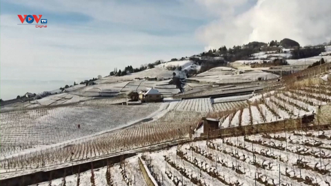 Thụy Sỹ: Vẻ đẹp của vườn nho Lavaux khi tuyết phủ trắng xóa 