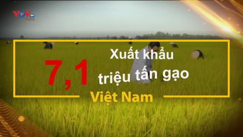 Trailer Xuất khẩu lúa gạo của Việt Nam đạt kỷ lục 7,1 triệu tấn, thu về gần 4 tỷ đôla Mỹ trong 10 tháng năm 2023.